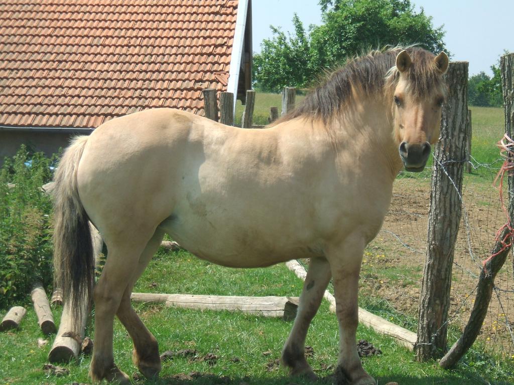 La Ferme Des 3 Suissesses Bed and Breakfast Saint-Paul  Exteriör bild